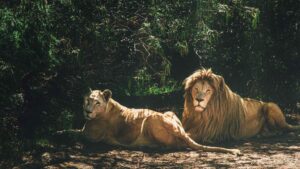 Animal friendships at Zoo Berlin